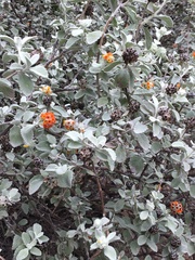 Buddleja marrubiifolia