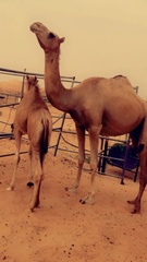 Camelus dromedarius