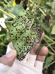 Puccinia helianthi