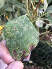 Puccinia helianthi
