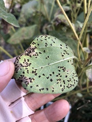 Puccinia helianthi