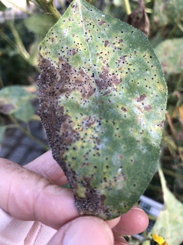 Sunflower Leaf Spot