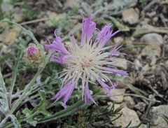 Psephellus boissieri