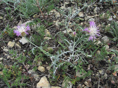 Psephellus boissieri