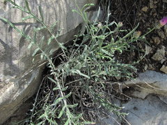 Psephellus boissieri