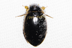 Thermonectus basillaris