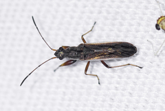 Paromius longulus