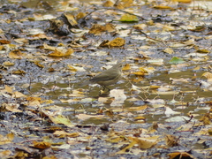 Phylloscopus collybita