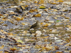 Phylloscopus collybita
