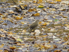 Phylloscopus collybita