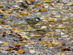 Phylloscopus collybita