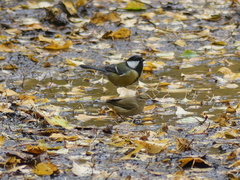 Phylloscopus collybita