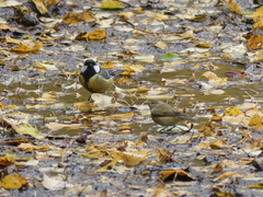 Phylloscopus collybita
