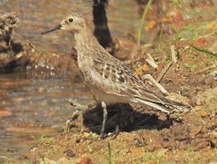 Calidris bairdii