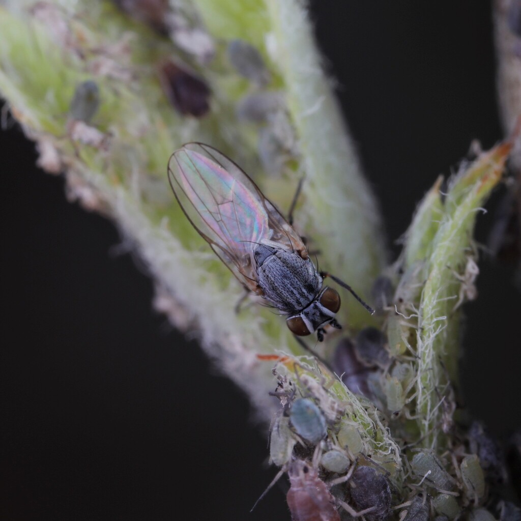 Leucopis atritarsis