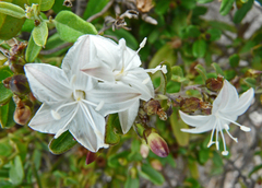 Jacquemontia havanensis