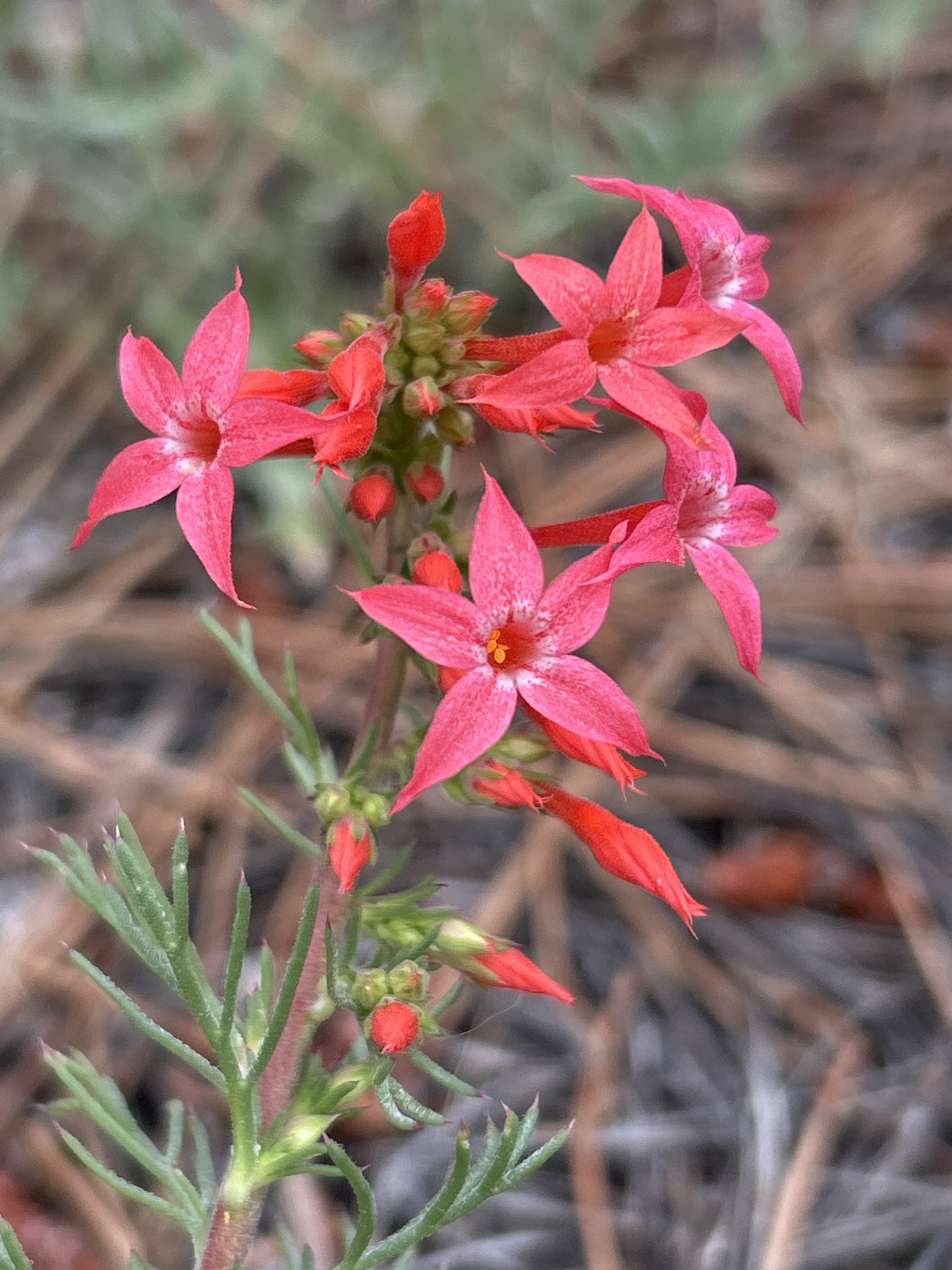 Ipomopsis arizonica
