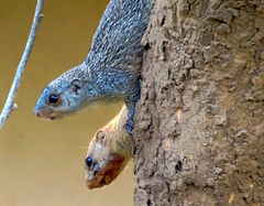 Heliosciurus mutabilis