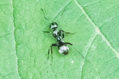Formica subsericea