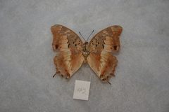 Charaxes galawadiwosi