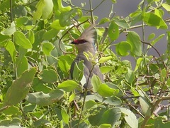 Urocolius macrourus