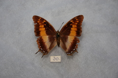 Charaxes galawadiwosi