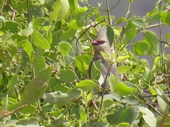 Urocolius macrourus