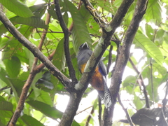 Trogon caligatus