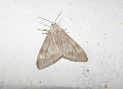 Xenosoma geometrina