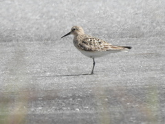 Calidris bairdii
