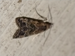Alucita montana