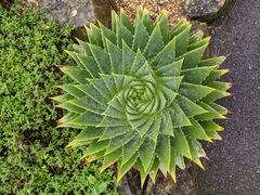Aloe polyphylla