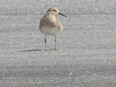 Calidris bairdii
