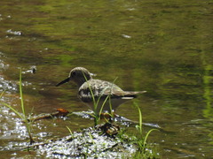Calidris bairdii