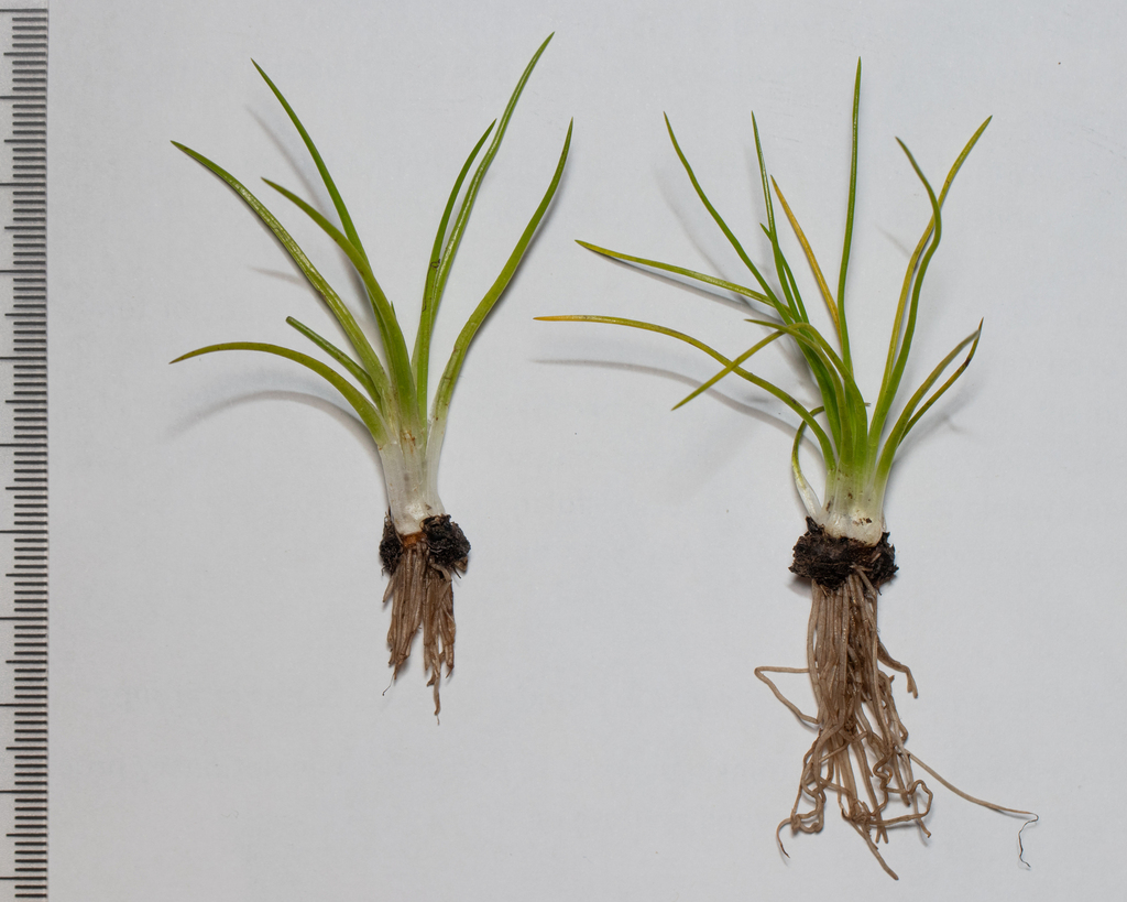 Victory Quillwort
