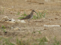 Calidris bairdii