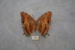 Charaxes galawadiwosi