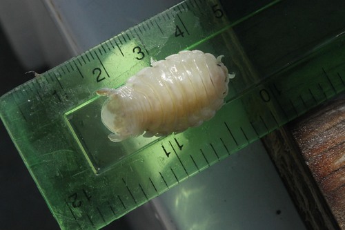 Representative image of Mothocya