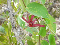 Passiflora cupraea