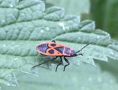 Pyrrhocoris apterus