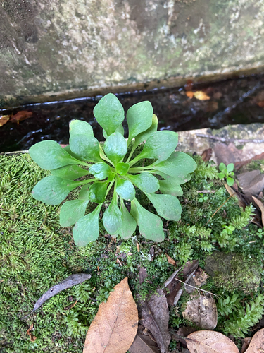 Aichryson divaricatum, photograph 5
