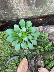 Aichryson divaricatum, photograph (c) Gino Brignoli, some rights reserved (CC BY)