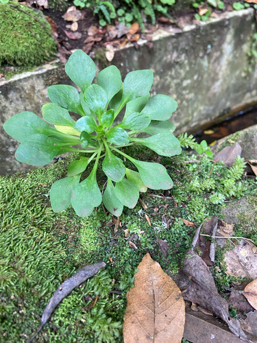 Aichryson divaricatum, photograph 6