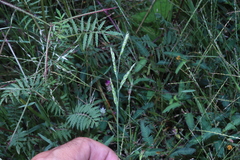 Eriochloa acuminata