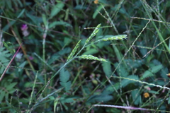 Eriochloa acuminata