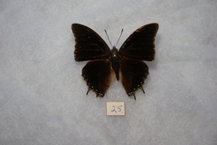 Charaxes galawadiwosi
