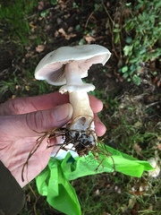 Agaricus