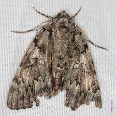 Catocala lacrymosa
