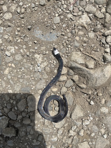 White-headed snake