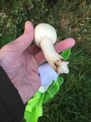 Agaricus